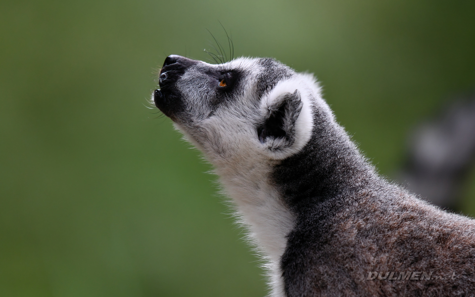 Ring-tailed Lemur (Lemur catta)